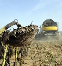 La importación hunde los precios e impide remontar al girasol pese a la buena producción