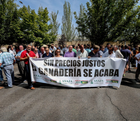 Los ganaderos de ovino de leche de Castilla y León protestan por los bajos precios