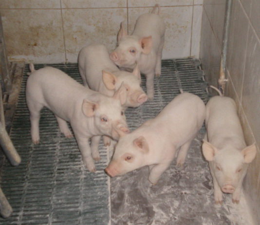 ASAJA de Castilla y León pide medidas para evitar que la peste porcina africana vuelva a nuestro país