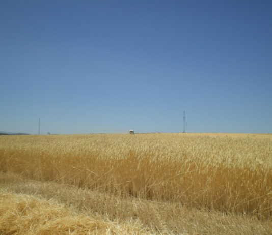 El Copa y la Cogeca confirman un descenso de la producción europea total de cereales superior al 10 %