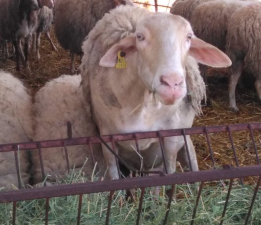 Una nueva herramienta para analizar la competitividad de las granjas de ovino de leche