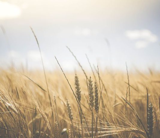 Los analistas revisan a la baja las existencias de trigo