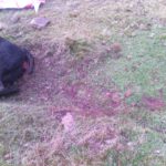 FOTO ATAQUE DE LOBOS NAVARREDONDA DE GREDOS 2