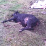 FOTO ATAQUE DE LOBOS NAVARREDONDA DE GREDOS 3