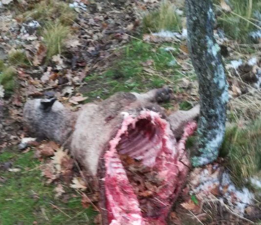 Que maten lobos, es una necesidad y la normativa lo permite