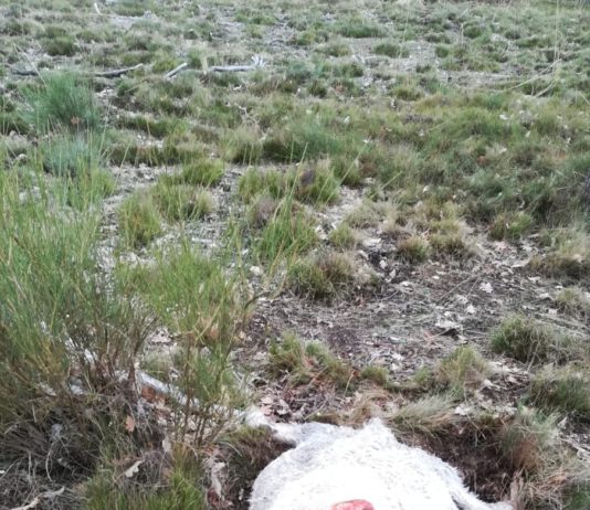 El lobo, acabará con el medio rural si la Junta y los políticos no lo remedian