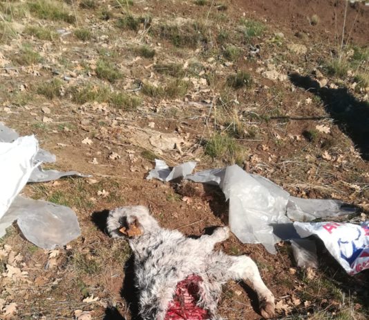 Campo Abulense 13 de diciembre de 2018