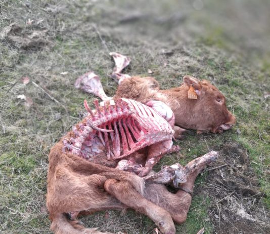 Comienza la cuenta atrás para finalizar el año y no se han abatido los ejemplares de lobo autorizados que quedan pendientes de 2018