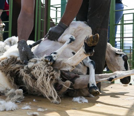 ASAJA de Castilla y León recibe con gran preocupación la subida del salario mínimo interprofesional y no garantiza que el campo mantenga el empleo actual