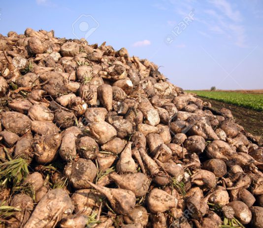 AB Azucarera anuncia recortes en el precio de la remolacha
