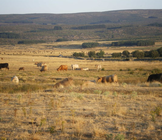 Asaja reivindica como motor económico y social del medio rural al sector ganadero, en el día de su patrón, San Antón