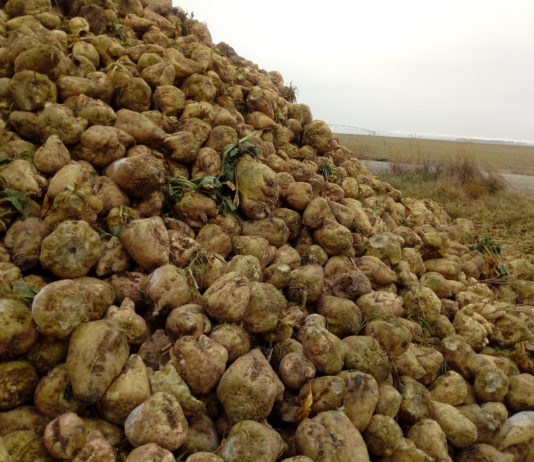 Las Organizaciones Agrarias llevarán al arbitraje a Azucarera, salvo que retome los acuerdos en vigor