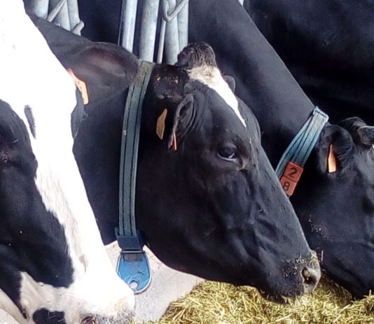 ASAJA exige a la Junta que ponga en marcha una inspección específica sobre el etiquetado de leche y lácteos dirigida a los distintos establecimientos de las cadenas de distribución de alimentos.