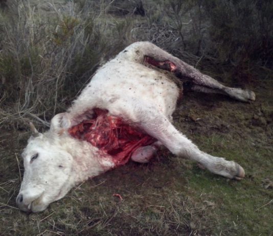 ASAJA de Ávila reclama judicialmente a la Junta los daños reales de los lobos