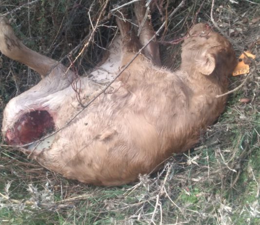 ASAJA de Ávila denuncia nuevos ataques de lobos en Peguerinos