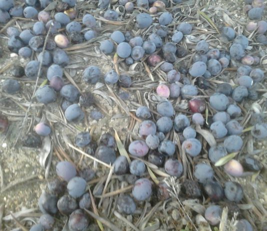 ASAJA pide a la industria agroalimentaria que dé prioridad a aceites sanos y de origen local, como el de girasol y el de oliva