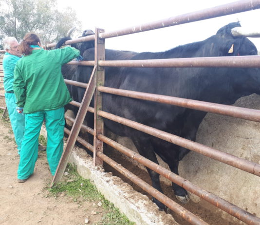 ASAJA alerta de que el intercambio de ganado con Cantabria pone en riesgo la sanidad animal de Castilla y León