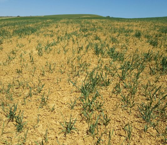 ASAJA de Ávila pide a la Junta que abone ya las ayudas a los intereses de préstamos de la sequía pedidos en 2017