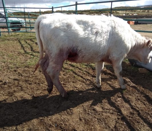 Dos terneros muertos y una novilla herida grave en San Martín de la Vega del Alberche