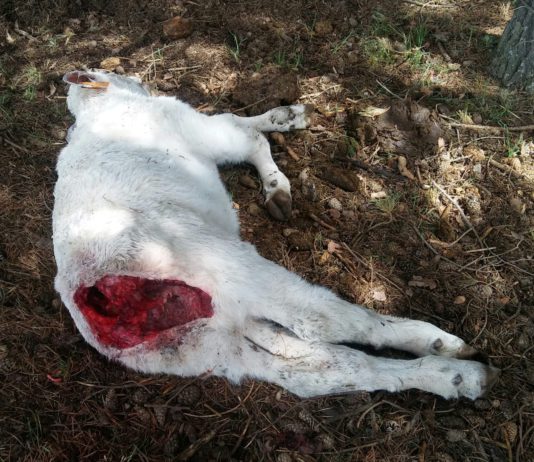 Nadie habló del problema del lobo y los ganaderos en el debate de La 8 Ávila