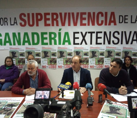 Unión de acción entre las OPAs de Ávila para controlar la población del lobo