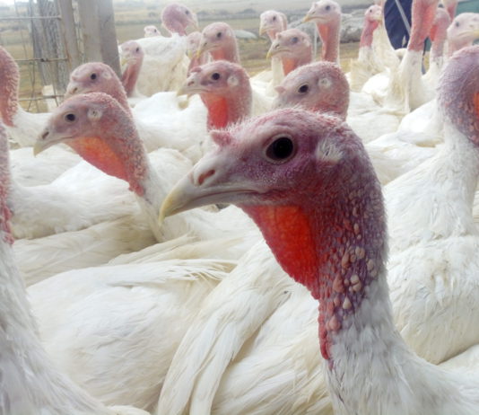 Campo Abulense 4 de abril de 2019