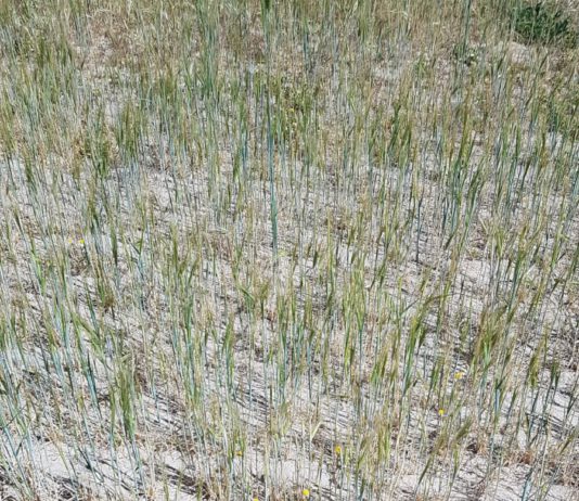 San Isidro llega con malas perspectivas de cosecha