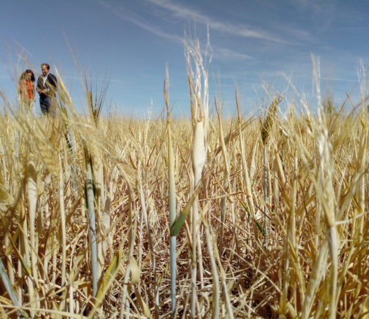 Campo Abulense 30 de mayo de 2019
