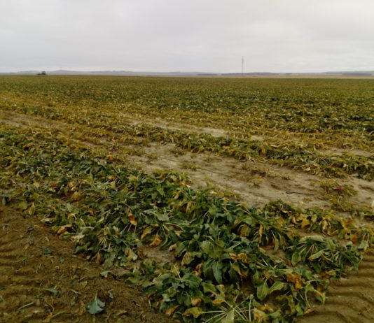 ASAJA ratifica que acudirá al arbitraje para defender a los agricultores de sus colectivos remolacheros