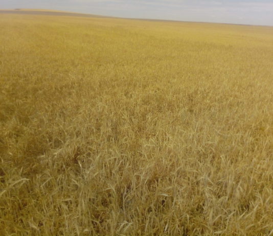 La cosecha en España sufrirá un severo recorte y no llegará a los 12,5 millones de toneladas