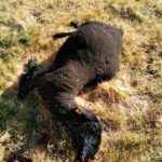 FOTO ATAQUE DE LOBOS SERRANILLOS 2