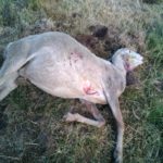 FOTO ATAQUE DE LOBOS SERRANILLOS 3