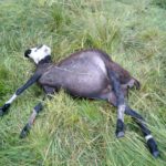 FOTO ATAQUE DE LOBOS SERRANILLOS 4