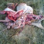 FOTO ATAQUE DE LOBOS SERRANILLOS 5