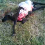 FOTO ATAQUE DE LOBOS SERRANILLOS 6