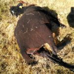 FOTO ATAQUE DE LOBOS SERRANILLOS 7