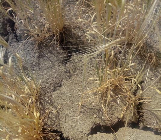 Campo Abulense 25 de julio de 2019