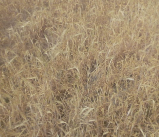 ASAJA solicita la exención en el royalty de las semillas debido a las pérdidas por la sequía