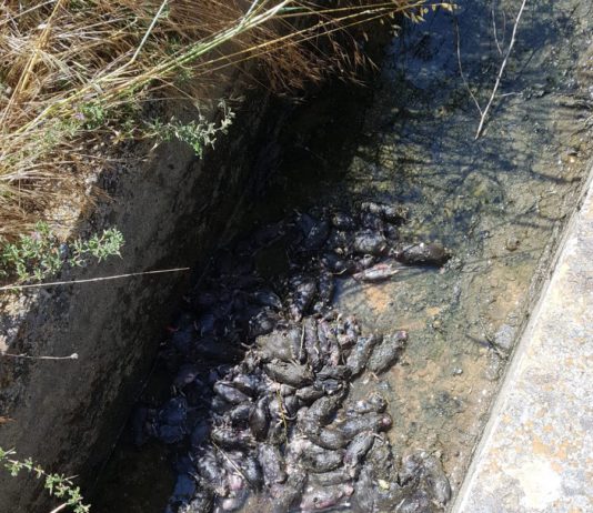 ASAJA denuncia la incompetencia de las Administraciones en la gestión de la plaga de topillos