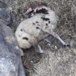 FOTO ATAQUE DE LOBOS OVEJAS 1