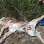 FOTO ATAQUE DE LOBOS TERNERA NAVASEQUILLA 1