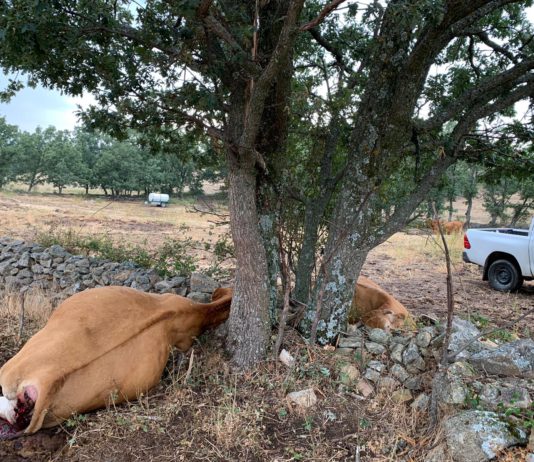 Varias cabezas de ganado en la provincia mueren a consecuencia de la caída de rayos