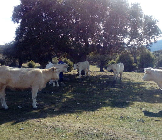ASAJA pedirá a Mañueco mejoras que reduzcan problemas al sector ganadero en las campañas de saneamiento