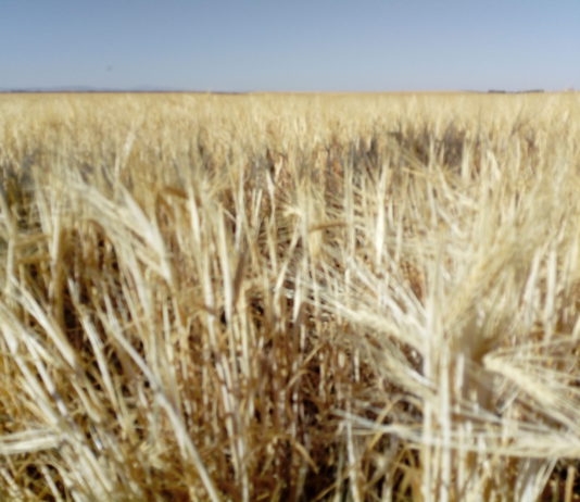 ASAJA critica el empeoramiento de las condiciones del seguro agrario: menor cobertura y mayor coste
