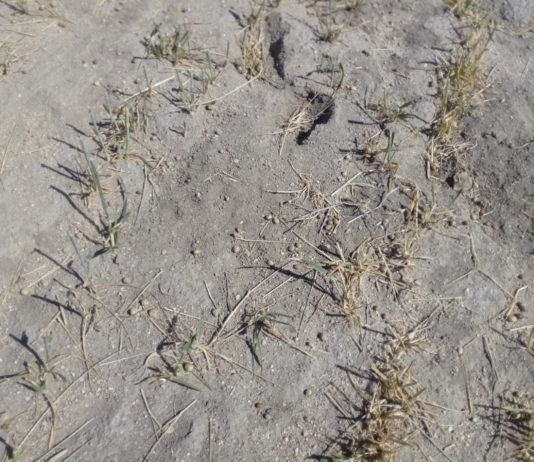 ASAJA-Ávila exige ayudas y liquidez para los agricultores más afectados por la sequía