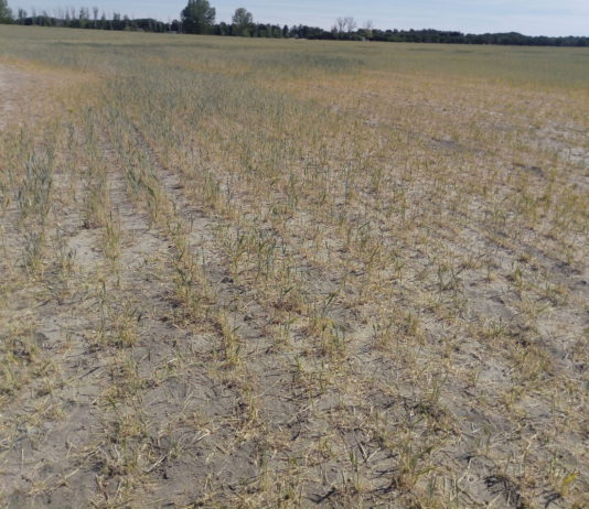 La caída de la producción mundial de trigo duro debería hacer repuntar los precios en Europa