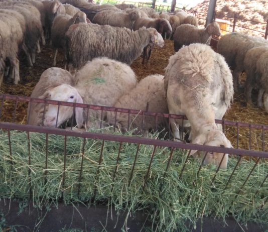 La demanda comienza a superar la oferta en leche de ovino, y el sector espera subidas de precio