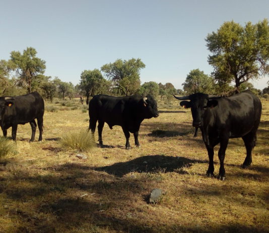 Campo Abulense 31 de octubre de 2019