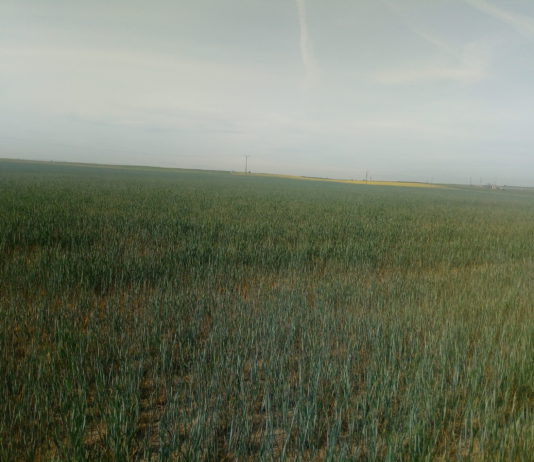 Ya se conoce la normativa que regulará la concesión de ayudas de la PAC 2020