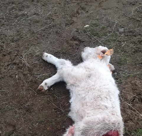 Nuevos ataques de lobo a la ganadería abulense: una ternera de dos días en Hoyos del Collado, en pleno Gredos